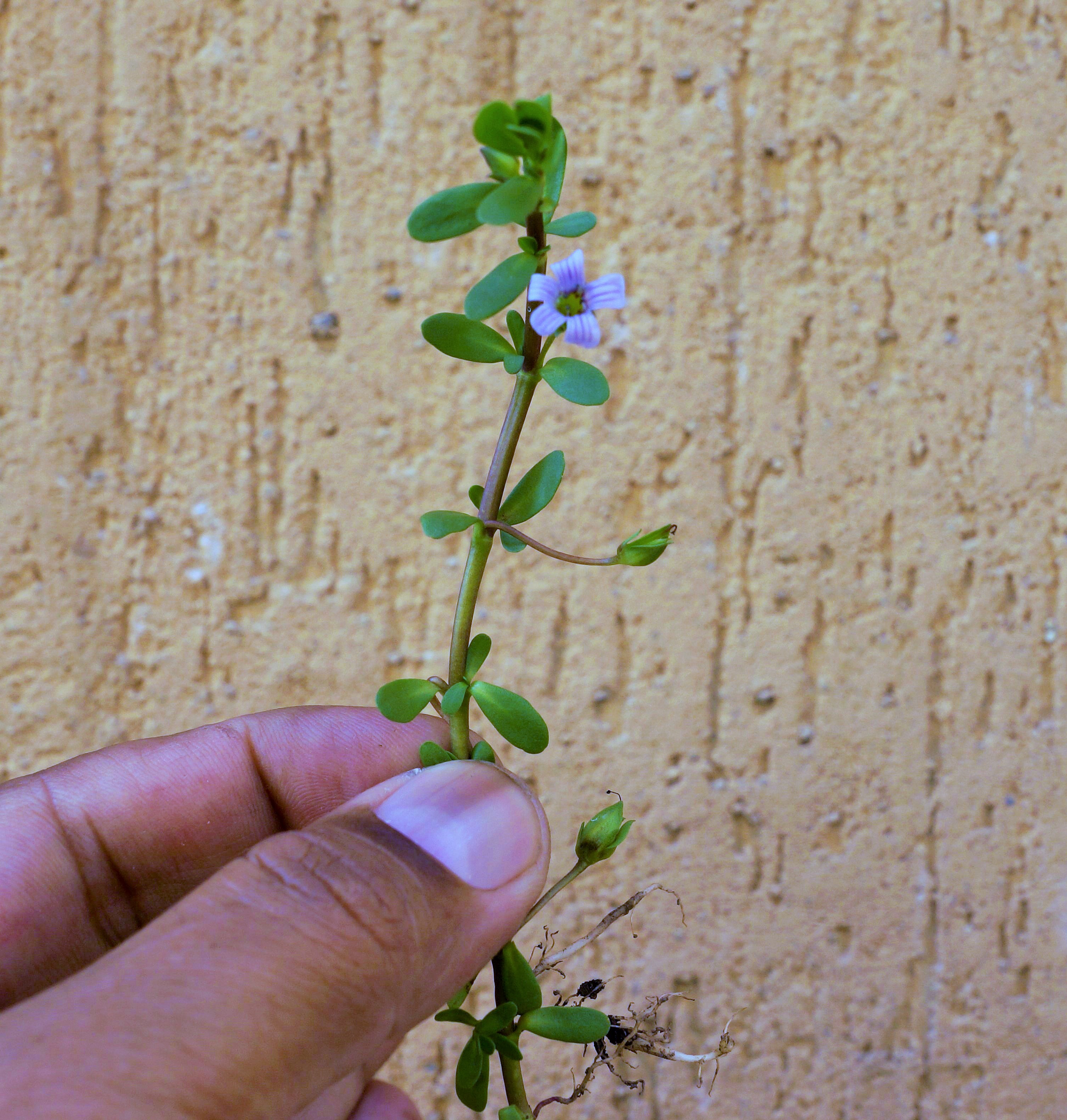 Bacopa monnieri (L.) Pennell