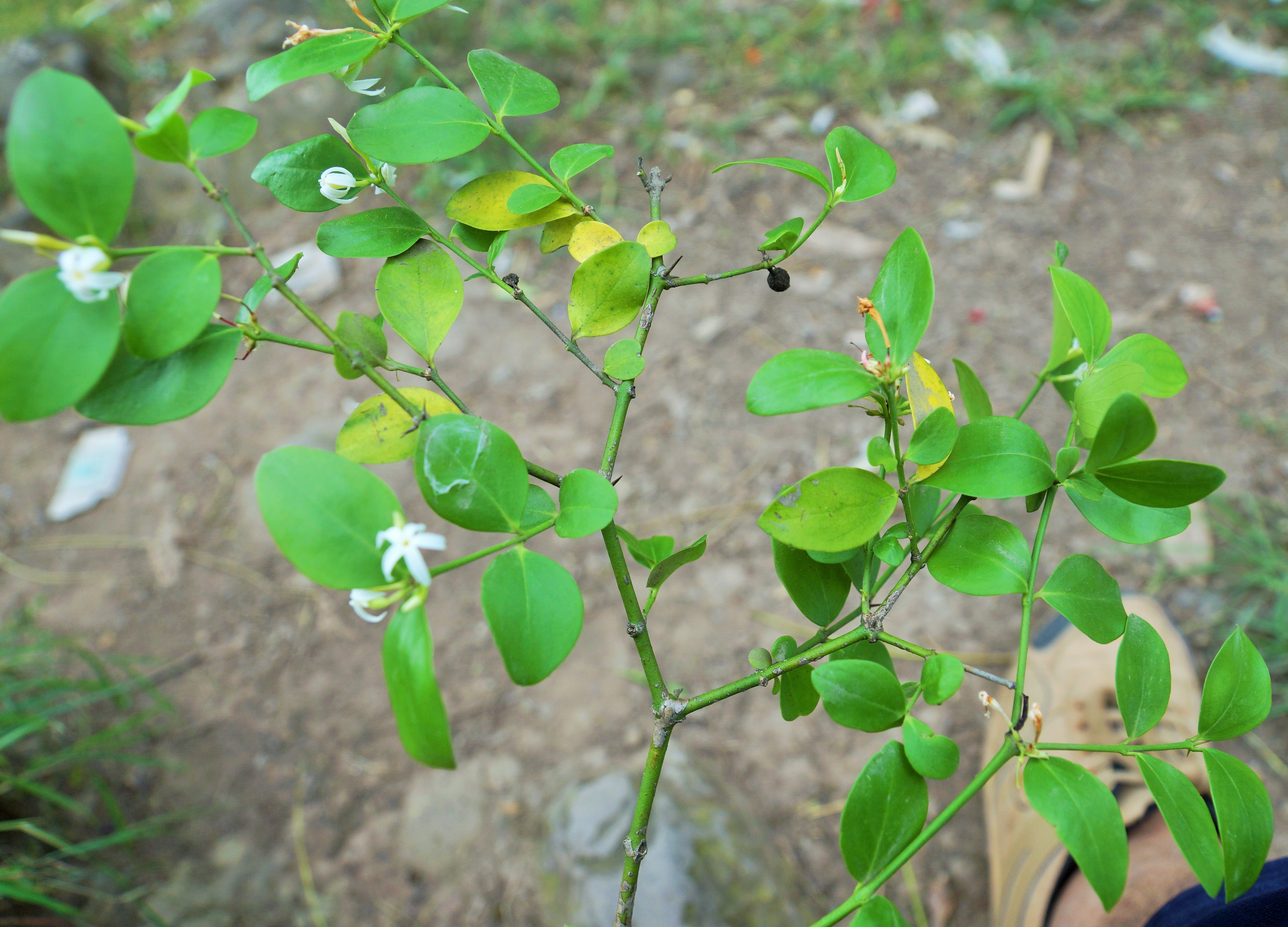 Carissa opaca Stapf ex Haines