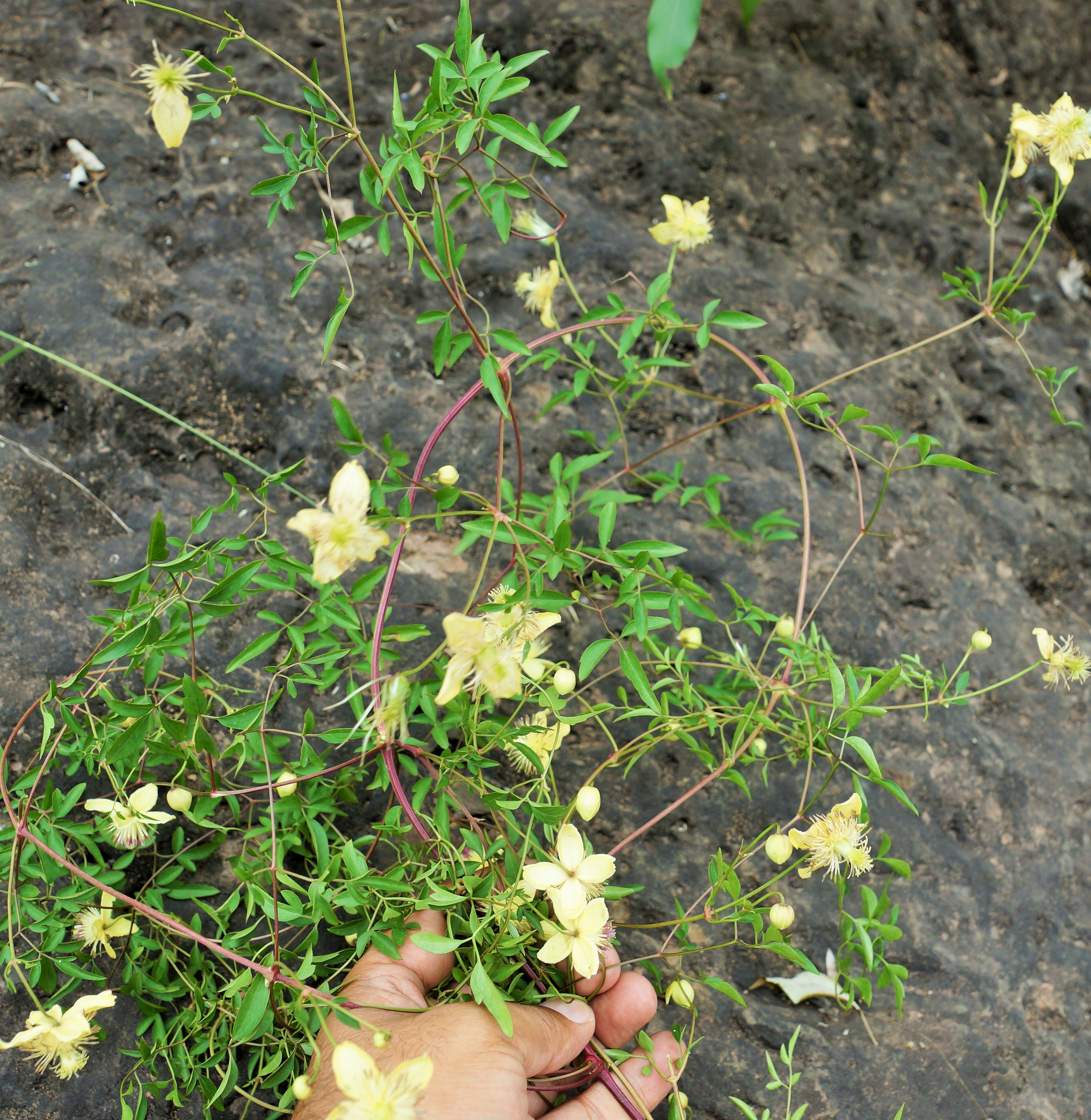 Clematis orientalis L.